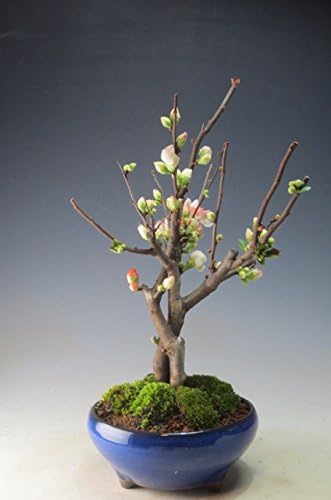 Amazon 花芽付き ボケ 東洋錦 の鉢植え盆栽 蕾が付いております 4 2 観葉植物 オンライン通販