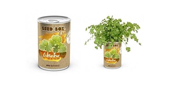 Huerto urbano pequeño – LATA de Cultivo casero de CILANTRO – Bote ...