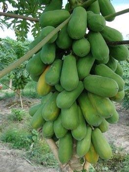 SM Plus, Natural garden plants Thai Papaya Hybrid Variety Dwarf Fruit Seeds (Pack of 25)
