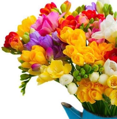 ABN Retail Freesia Flower Bulbs (Multi Colour, Pack of 5)