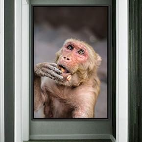 signwin Framed Canvas Wall Art Monkey Animals Expressive...