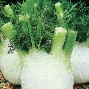 Plentree EU Fragrant Bulb Fennel bonsais Organic Vegetable bonsais 100pcs