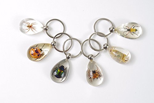 6 pieces Real Insect Key chain in acrylic