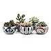T4U 4 Inch Ceramic Succulent Planter Pots Set of 5, Japanese Style Porcelain Handicraft as Gift for Mom Sister Aunt Best for Home Office Restaurant Table Desk Window Sill Decoration
