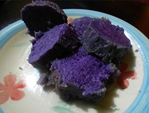 FERRY Organic Seeds only Not Plants: RAREST EXOTIC TRUE DARK NIGHT ST. CENT DIOSEA ATA PURPLE YAM