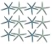 Finger Starfish | 12 Dyed Blue and Green Finger Starfish 2