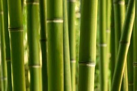 Chambre A Coucher Matelas Et Sommiers Inch Dhepba601 Protege Matelas Bebe Impermeable Fibres De Bambou Polyester Blanc 60 X 1 Cm Napravi Rs