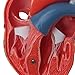 3B Scientific G08 2 Part Classic Heart Model, 7.5