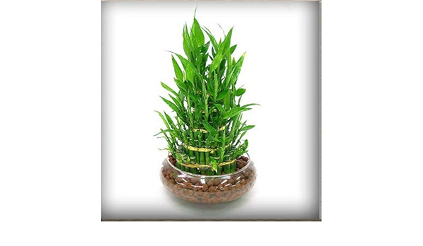 Amazon Com 50 Pcs Pack Seeds Lucky Bamboo 138 Patio Lawn Garden