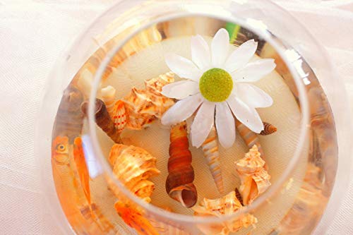 3 Seashells+Starfish+Decorations+FishTank+Supplies