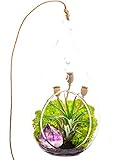 Bliss Gardens Air Plant Terrarium with 7