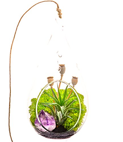 Air Plant Terrarium with Purple Amethyst Crystal / 7 Air Plant Terrarium with Purple Amethyst Crystal / 7
