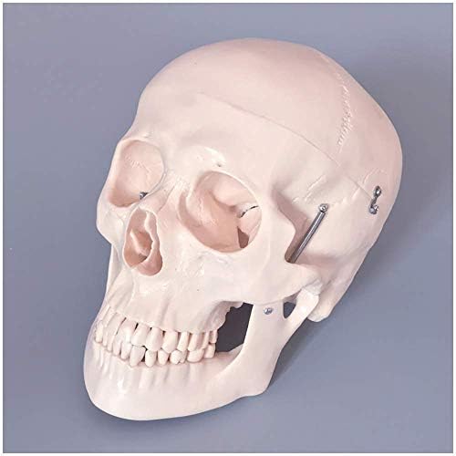教育モデル解剖学的頭蓋骨モデル1 1等身大人間の頭蓋骨モデル学校用の取り外し可能な頭蓋骨キャップを備えた人間の頭蓋骨解剖学的モデル 保証