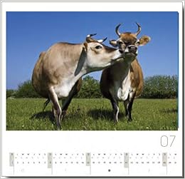 Calendrier 2014 Fous De Vaches French Edition Xxx 9782350080543 Amazon Com Books