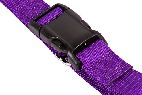 GoGo Pet Products GoGo 3/4-Inch Martingale Dog Collar, Medium, Purple