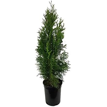 Amazon Com Emerald Green Arborvitae Tree Thuja Live Plant