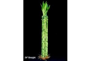 Betterdecor - 10 Stalks of 24 Inches Straight Lucky Bamboo