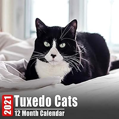 Calendar 2021 Tuxedo Cats: Cute Tuxedo Cat Photos Palestine | Ubuy