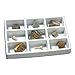 Educational Insights Fossil Collection, Ages 8 and up, (9 Pieces with Storage Tray)