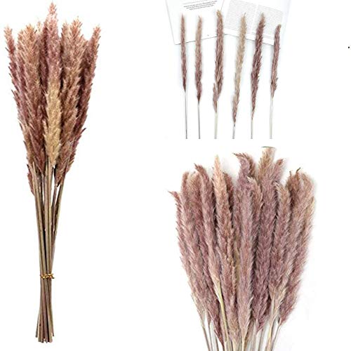 Florales Phragmites Decoración, Ramo Decoración Boho Decoracion Hogar Habitacion Salon Baño, Phragmites Communis Natural Flores Secas For Los Floreros(30PC)