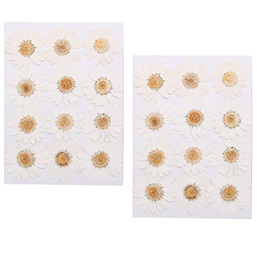 Pomeat 24pcs Daisy Pressed Flower