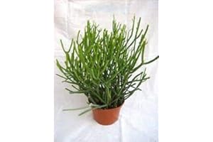 NINETEEN Pencil Cactus 10 Fresh Cuttings Euphorbia tirucalli, Succulent, fFn Plant