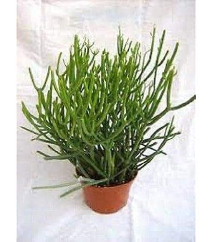 5 Talee Di Euphorbia Tirucalli Firestick, Cactus Matita, Radice Nuda >12 Cm