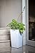 Algreen 11405 Self Watering Square Modena Planter, 30-Inch, Gloss White