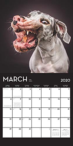 Treat 2020 12 x 12 Inch Monthly Square Wall Calendar by Hachette, Humor Art Photographer Treat Time Animals (English, French and Spanish Edition)