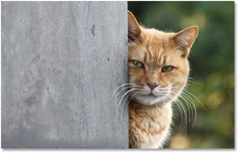 Amazon 東京の猫ポストカードシリーズ Cat In Tokyo 001 谷中 カレンダー 文房具 オフィス用品