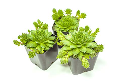 6 Pack+Live+Sempervivum+Houseleek+Geometric+Rosette