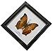 Thai Framed Real The Cruiser Butterfly Collection Gift Display Insect Taxidermy