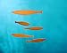 Flensted Mobiles Floating Fish Hanging Mobile - 16 Inches Pine