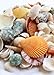 Dashington Assorted Beach Sea Shells, Large Sizes 1