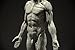 Male Anatomy Figure: 11-inch Anatomical Reference for Artists (Grey) from 3dtotal