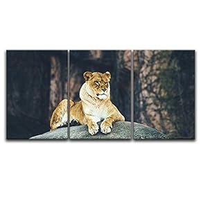 3 Panel Canvas Wall Art - Lion Lying on a Boulder - Giclee Print Gallery Wrap Modern Home Art Ready to Hang - 16"x24" x 3 Panels