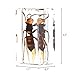 QTMY Biology Science World Collection of Real Insect Specimen Paperweight (Vespa)