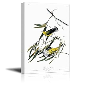 Beautiful Illustration of a Prothonotary Warbler by John James Audubon - Canvas Art Home Art - 12x18 inches