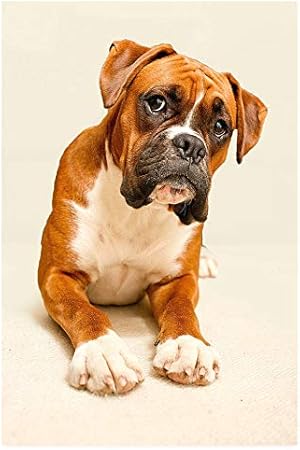 juguetes para boxer