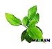 Mainam Anubias Nana Golden Rhizome Live Aquarium Plants Decorations