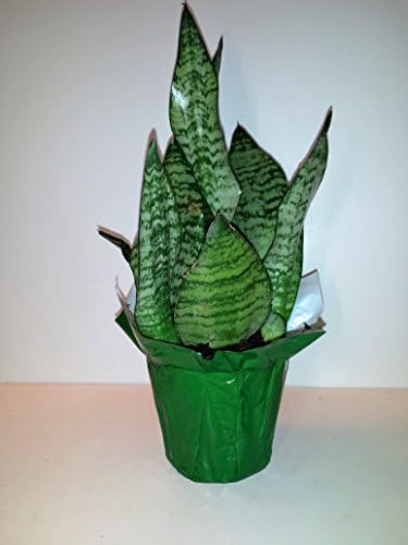 Bright Green Snake Plant Sansevieria in a Four inch Pot with Decorative Pot Cover