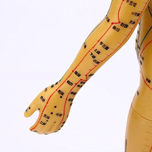 Tinsay Meridian Acupuncture Model With Base Human Acupuncture Anatomical Model with Acupuncture Points, Bronze Color Male Female 19" - Thumbnail 6