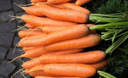 Goliath Root Celery (Apium graveolens) is a Variety That Produces, Round Roots with a Light Flesh That Does not tend to Change Color During Cooking. It is Perfect for Salads and soups. an