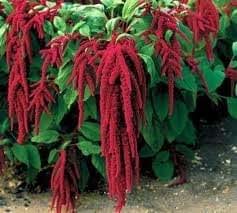 amaranthus bleeding plants flowers caudatus