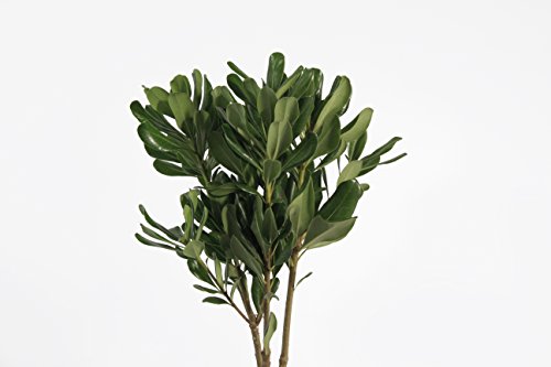 Fresh Cut Assorted Greenery - 120 Stems "20-24" long - Fillers to Make Floral Arrangements
