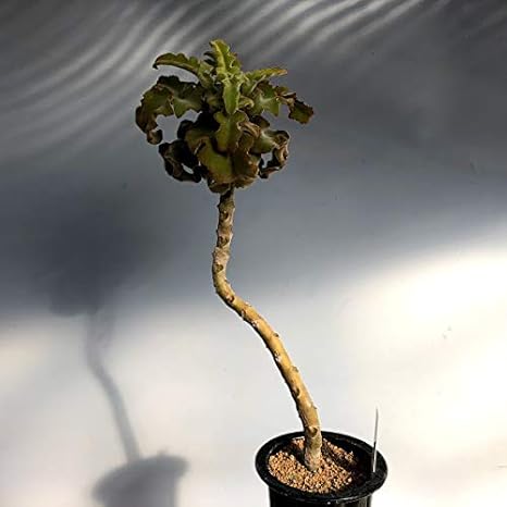 Amazon 多肉植物 カランコエ ベハレンシス ミニマ 観葉植物 オンライン通販