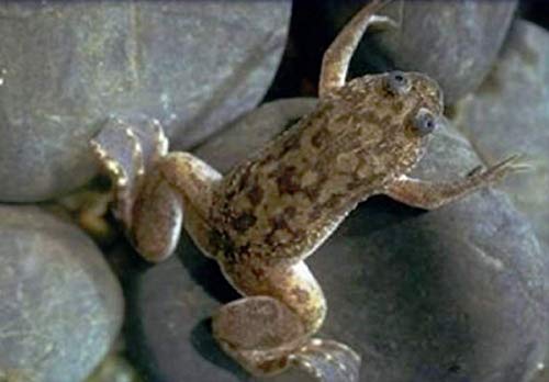 Polar Bear's Pet Shop Live African Dwarf Aquatic Frogs