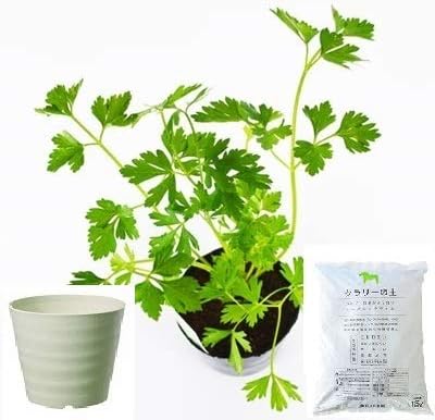 Amazon Co Jp イタリアンパセリ 栽培 セット ハーブ 軽量 プラスチック 鉢 プランター アイボリー ホビー