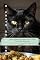 Livro O Prato Do Tigre: Guia de Alimentação Natural, BARF e Dietas Terapêuticas para Gatos (Trilogia Felina - Canis & Felis Felix Livro 3)