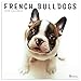 2020 French Bulldogs Wall Calendar by 